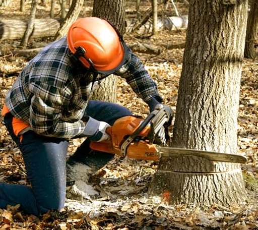 Tree Removal in Blanket, TX